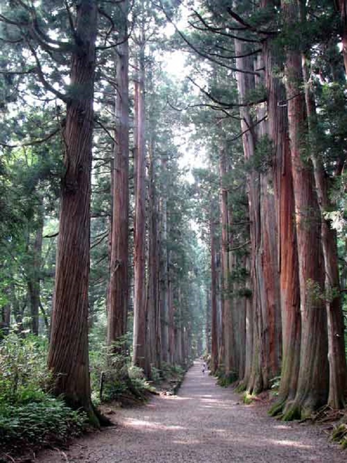 1400722234_tree_lined_path_to_the_togakushi_shrine1_jpg6.jpg