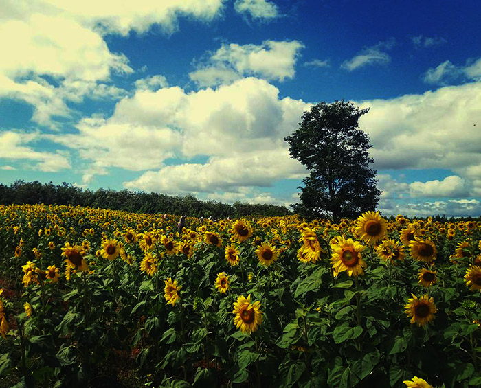 Dalat Milk Farm2.jpg