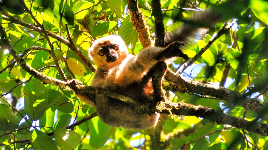 Nhung-trai-nghiem-cuc-ky-thu-vi-khong-nen-bo-lo-khi-di-du-lich-Madagascar-5.jpg