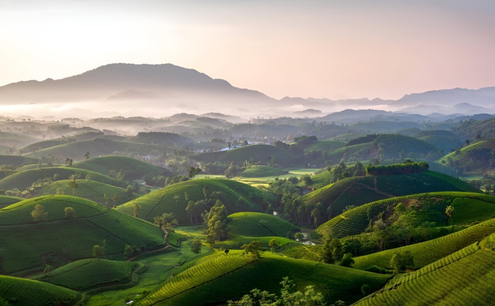 Đồi Chè Long Cốc