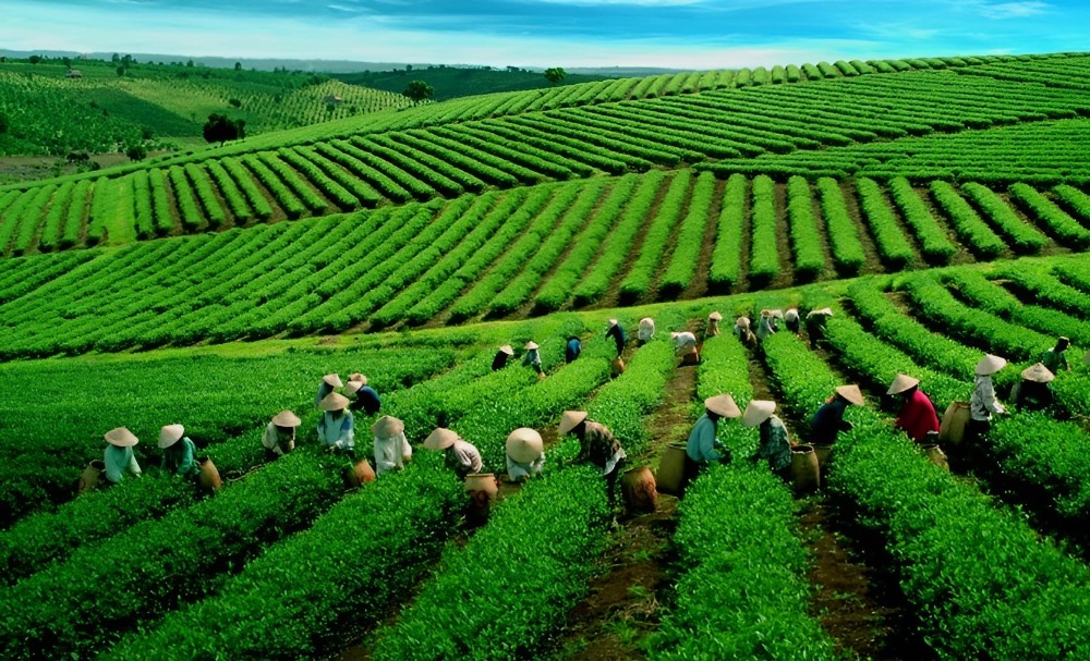 Đồi Chè Tân Cương
