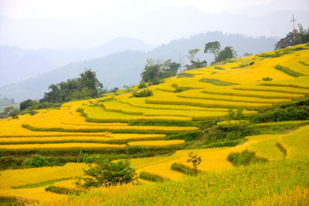 Ruộng Bậc Thang Hồng Thái