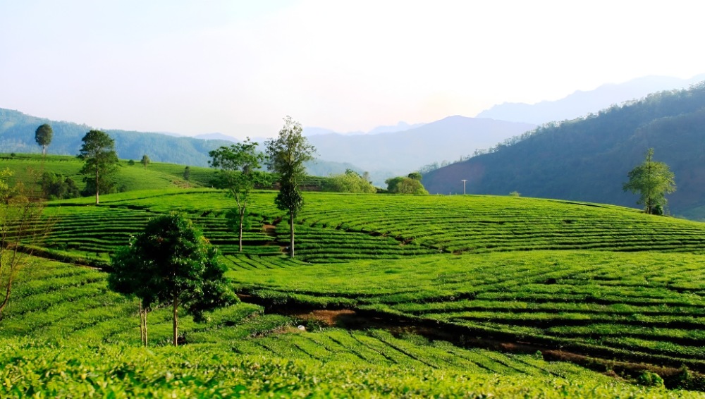 Đồi chè Tân Uyên