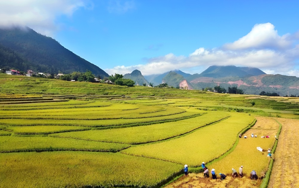 Cánh đồng Mường Than