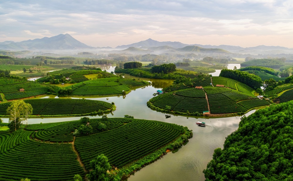 Đồi Chè Thanh Chương