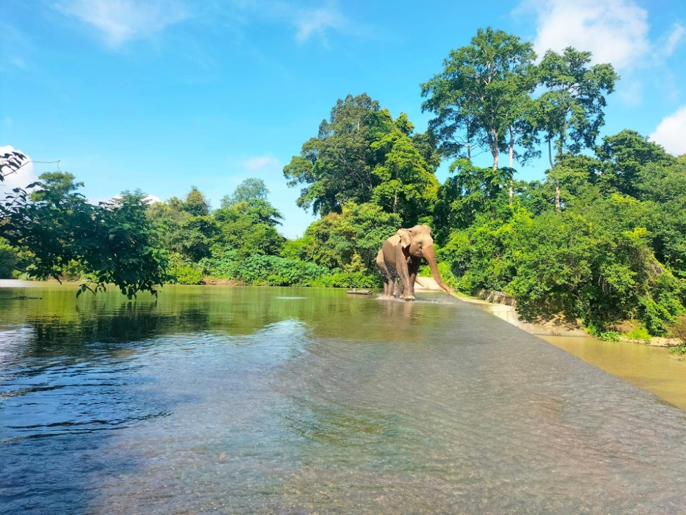 Vườn Quốc Gia Yok Đôn