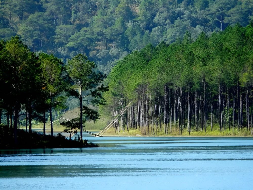 Rừng Thông Đà Lạt
