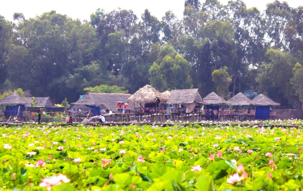 Khu Du Lịch Đồng Sen Tháp Mười