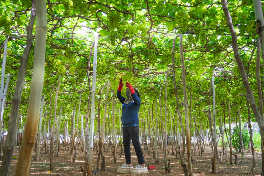 Vườn Nho Ninh Thuận