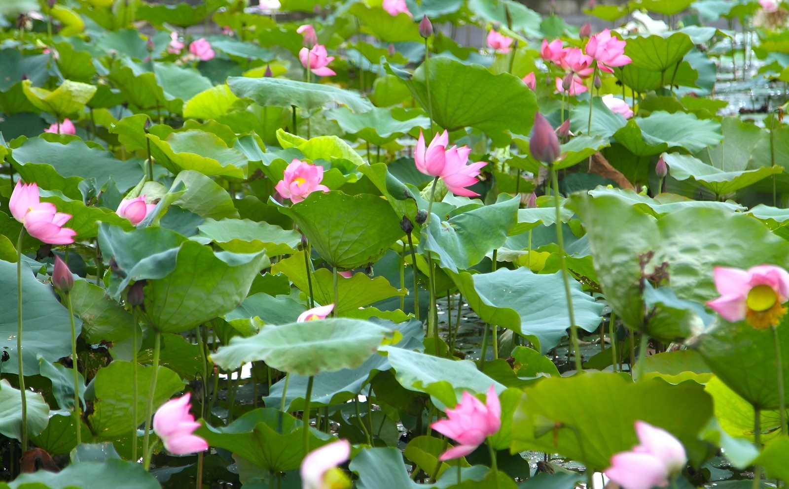 Bảo Ngọc - Kỷ niệm 6.2024 — ảnh 6