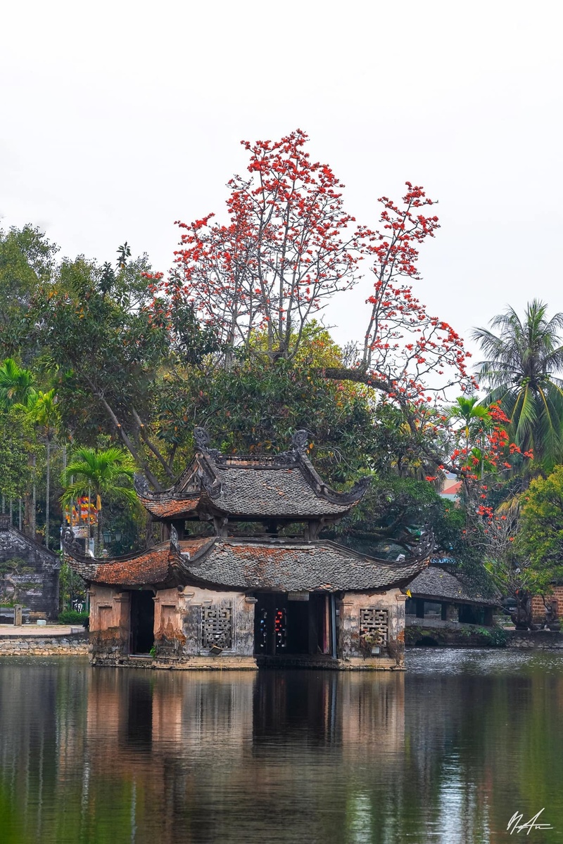Hoa gạo tháng 3 — ảnh 3