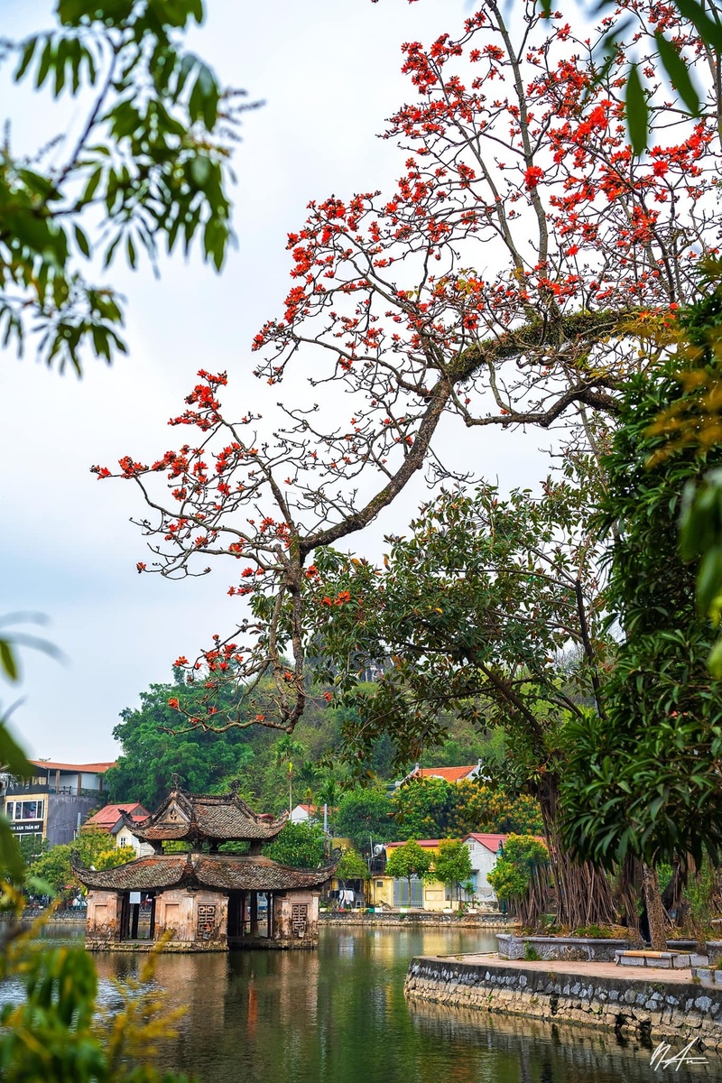 Hoa gạo tháng 3 — ảnh 6