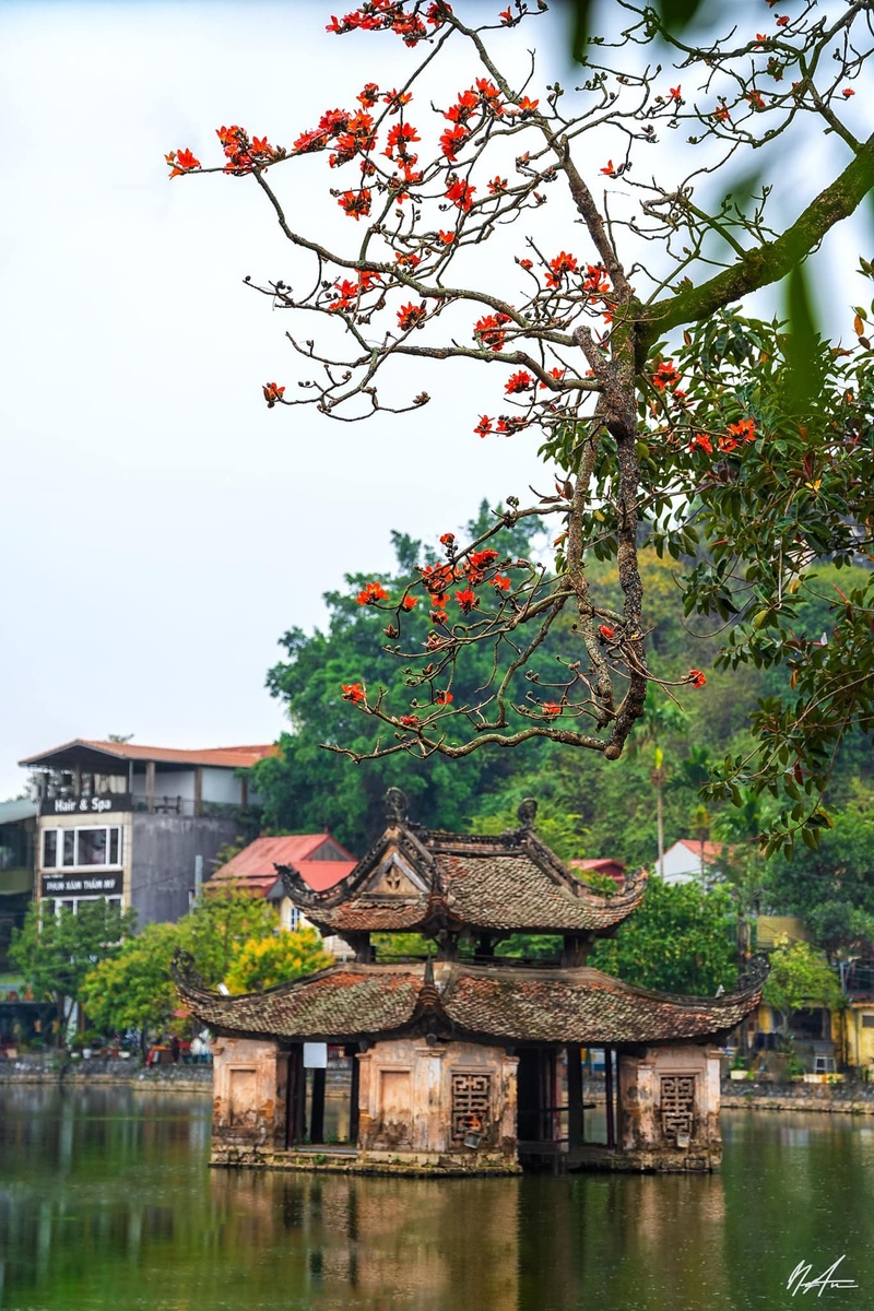 Hoa gạo tháng 3 — ảnh 8