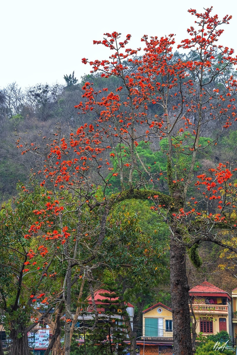 Hoa gạo tháng 3 — ảnh 10