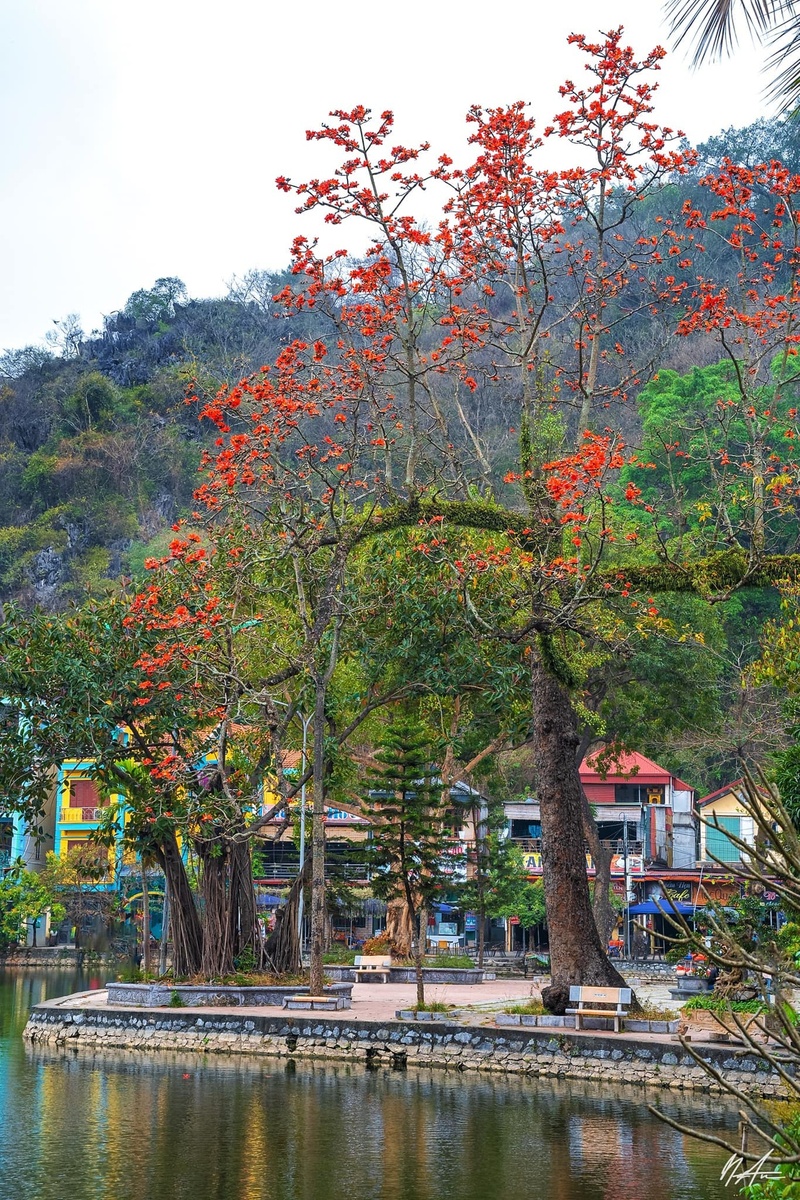 Hoa gạo tháng 3 — ảnh 11