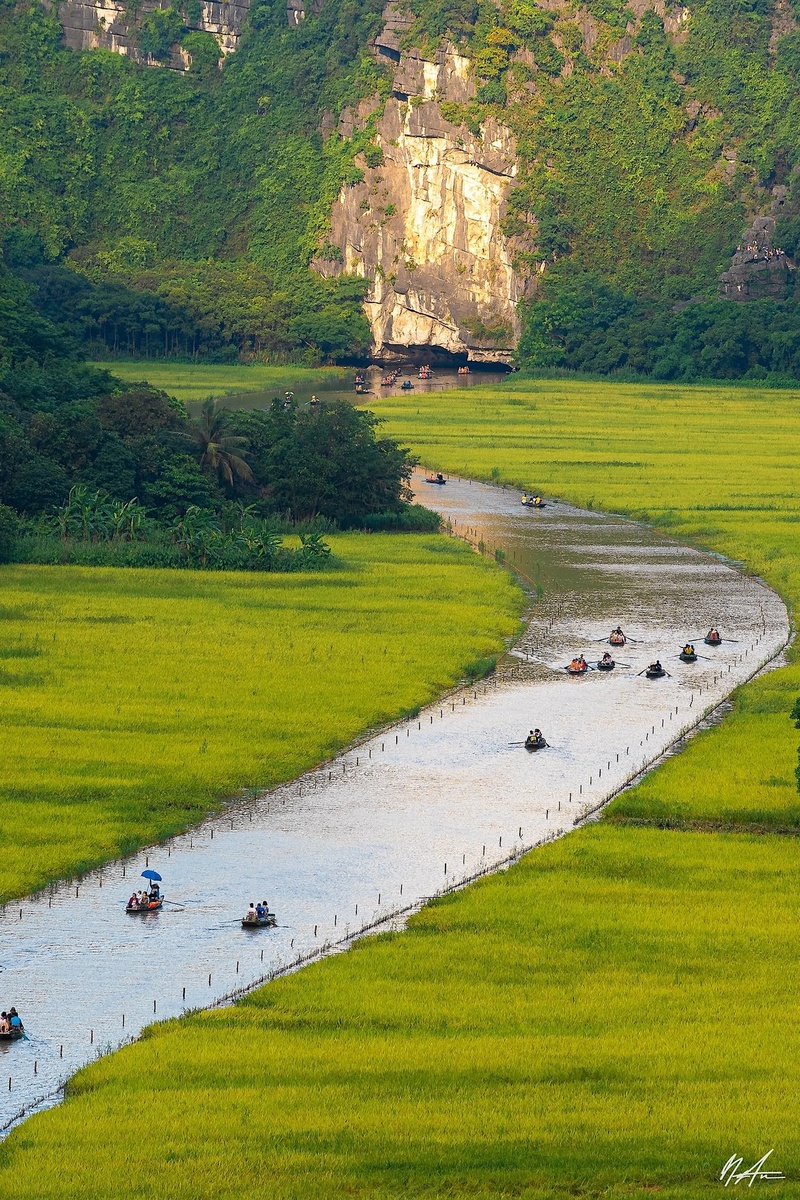 Tam Cốc Mùa Lúa Chín — ảnh 4
