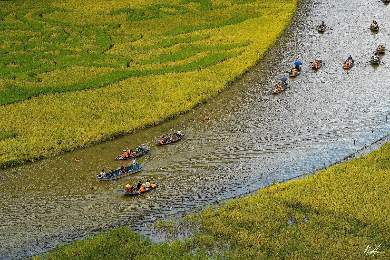 Tam Cốc Mùa Lúa Chín — ảnh 5