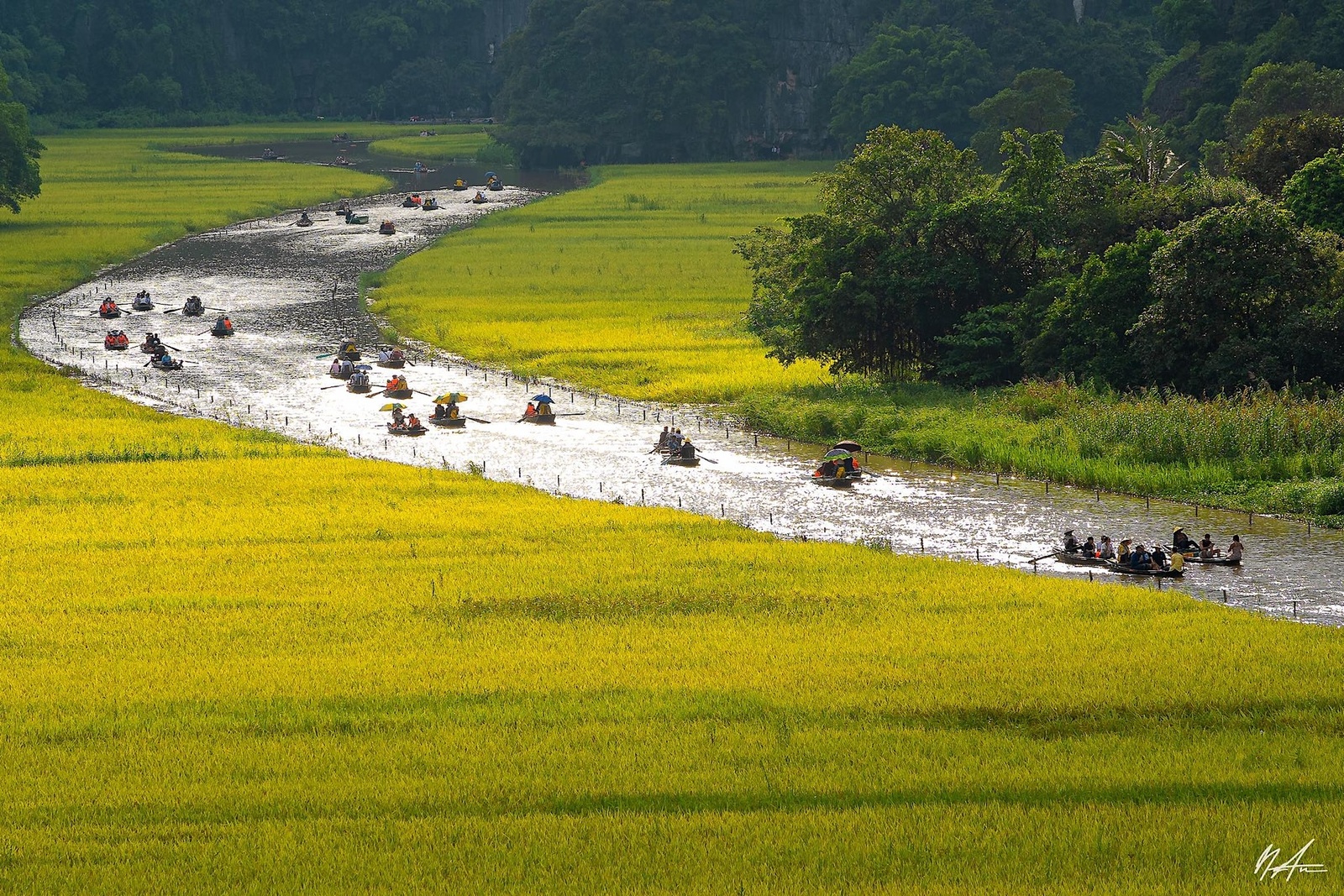 Tam Cốc Mùa Lúa Chín — ảnh 6