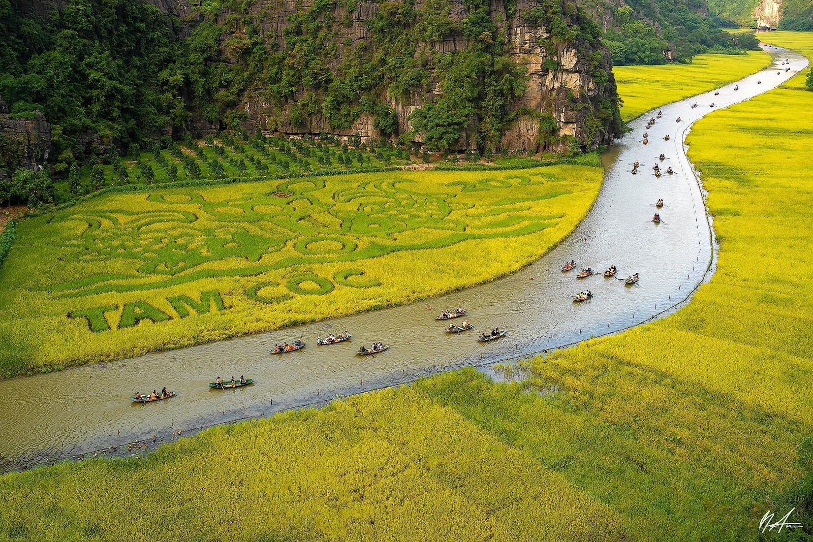 Tam Cốc Mùa Lúa Chín — ảnh 8