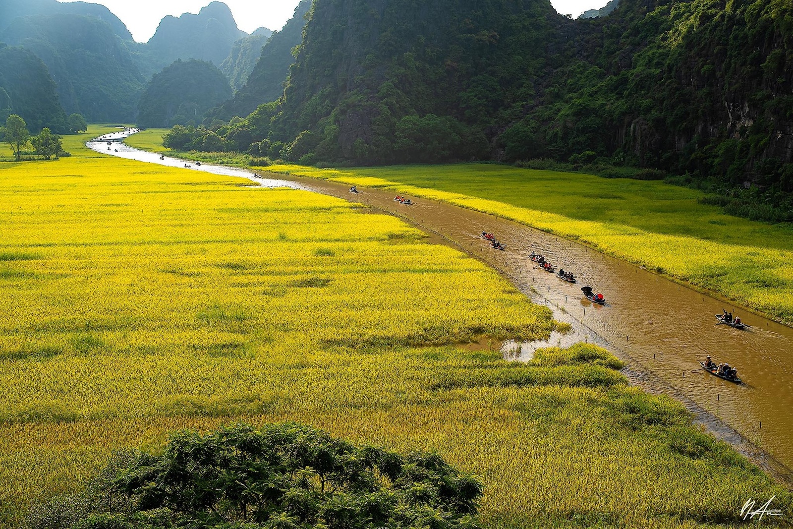Tam Cốc Mùa Lúa Chín — ảnh 9