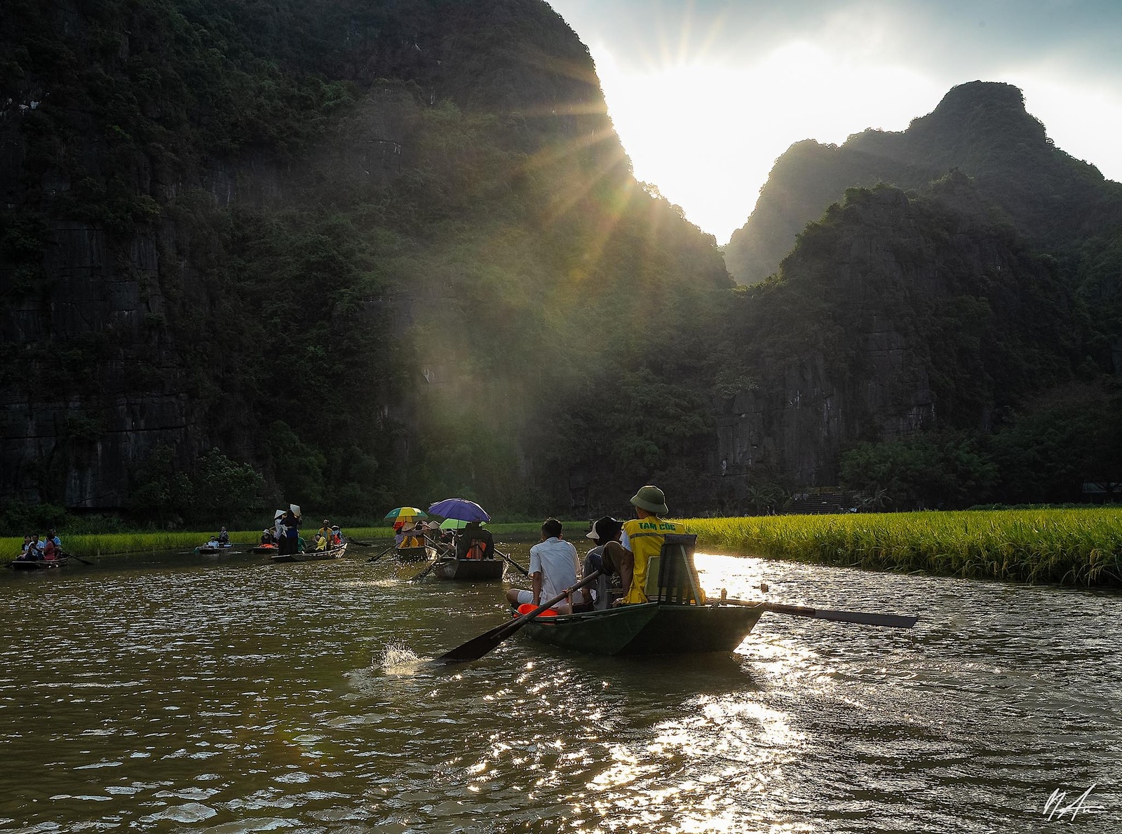 Tam Cốc Mùa Lúa Chín — ảnh 11