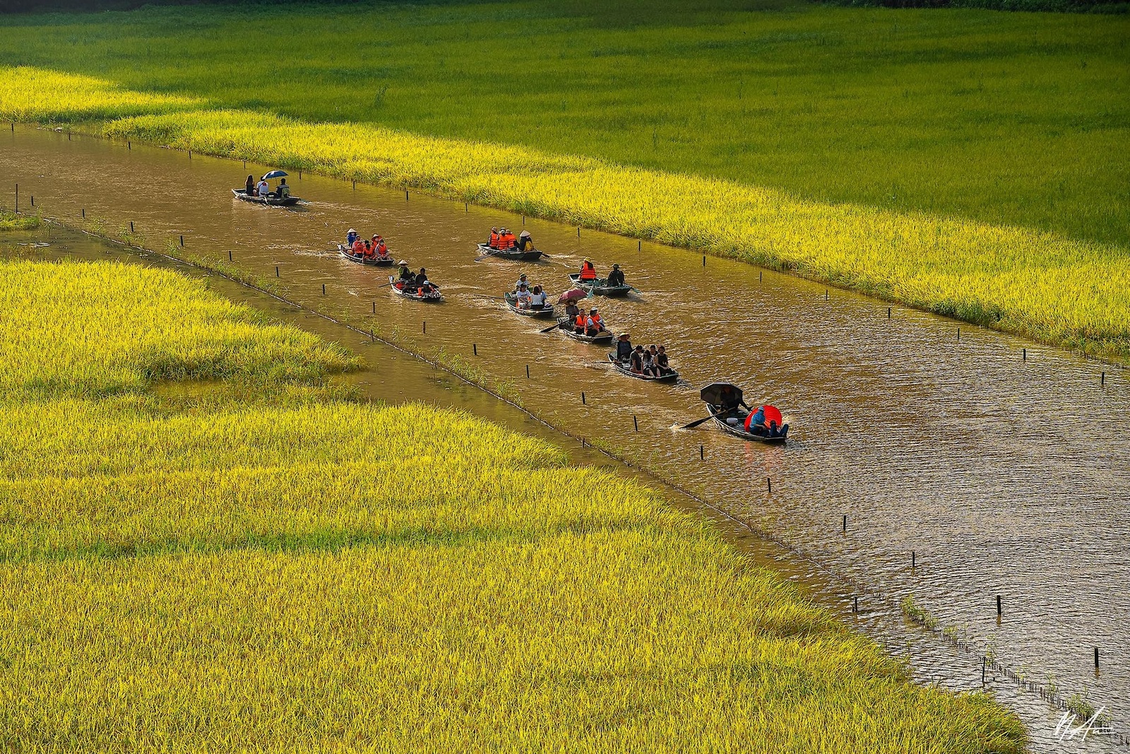 Tam Cốc Mùa Lúa Chín — ảnh 12