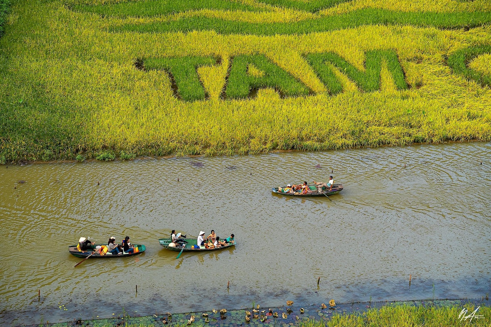 Tam Cốc Mùa Lúa Chín — ảnh 14