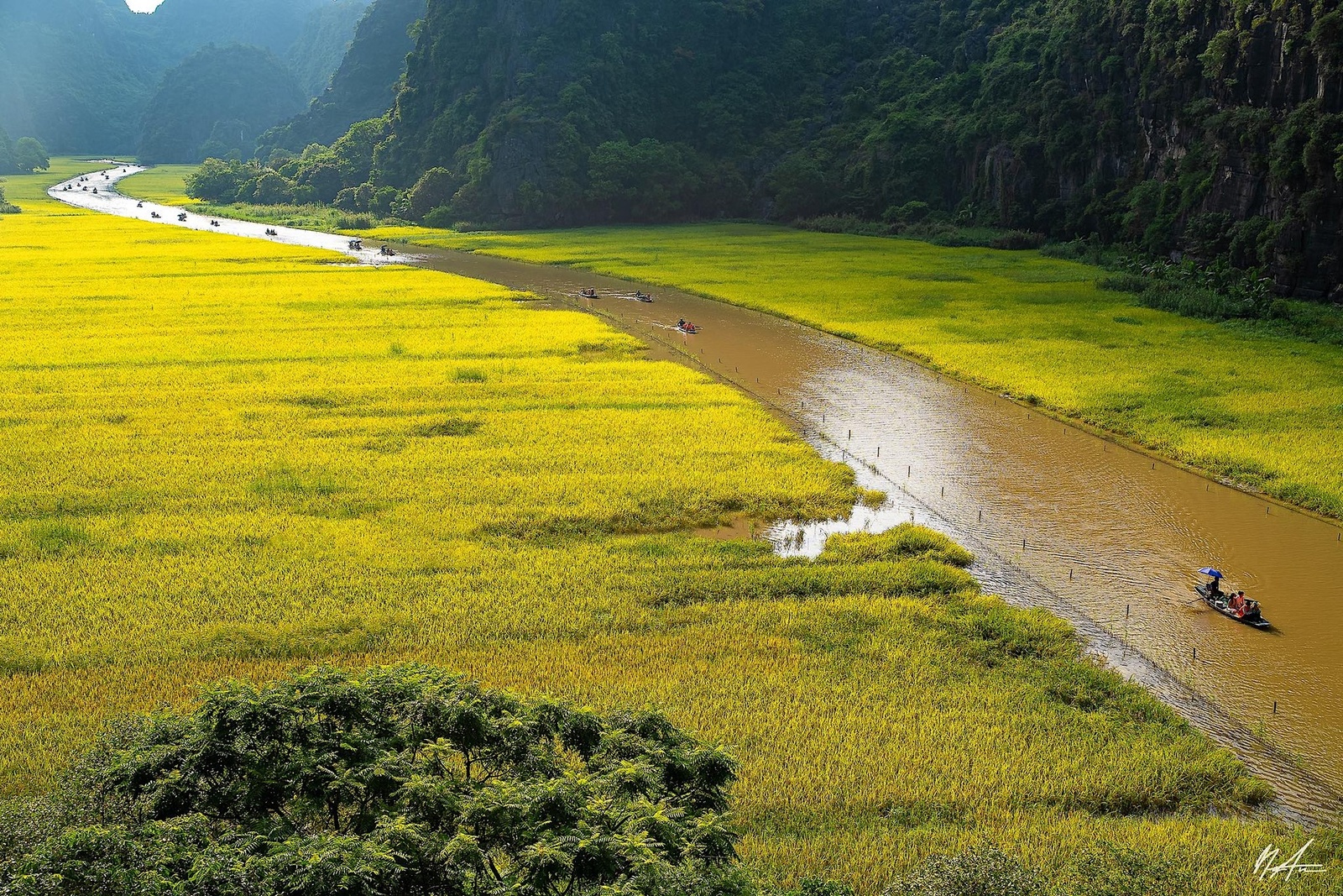 Tam Cốc Mùa Lúa Chín — ảnh 15