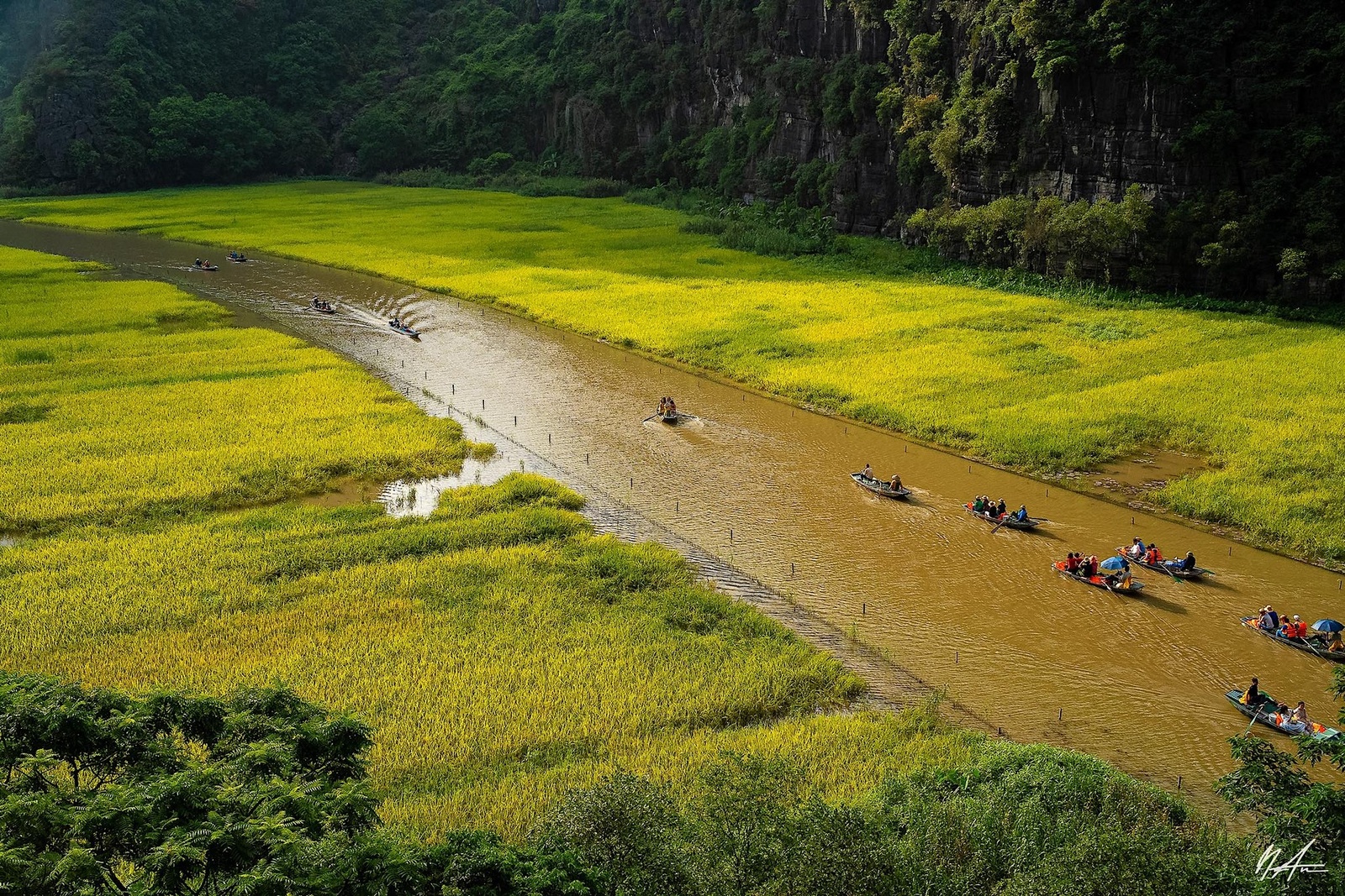 Tam Cốc Mùa Lúa Chín — ảnh 16