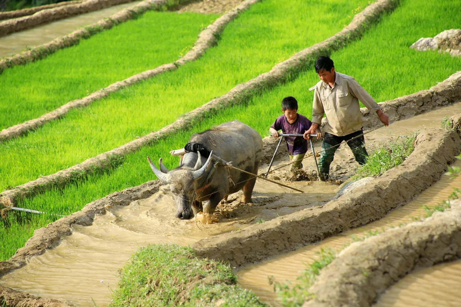 Mù Cang Chải Mùa Nước Đổ — ảnh 3