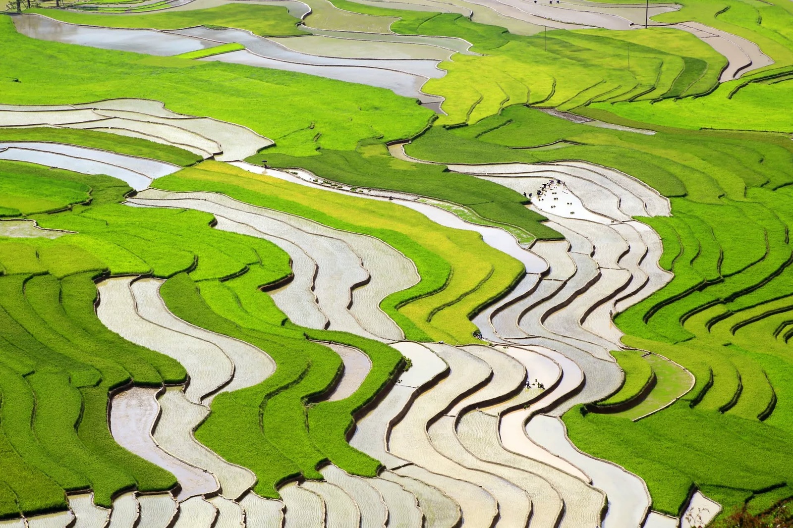 Mù Cang Chải Mùa Nước Đổ — ảnh 7