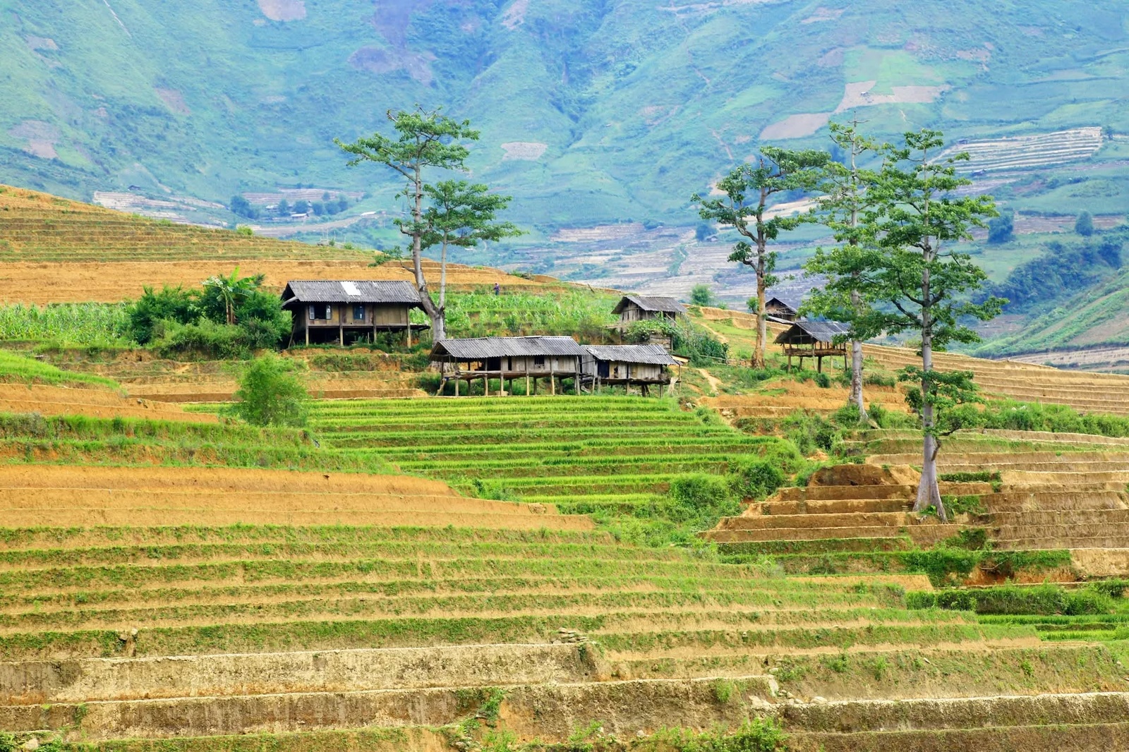 Mù Cang Chải Mùa Nước Đổ — ảnh 8