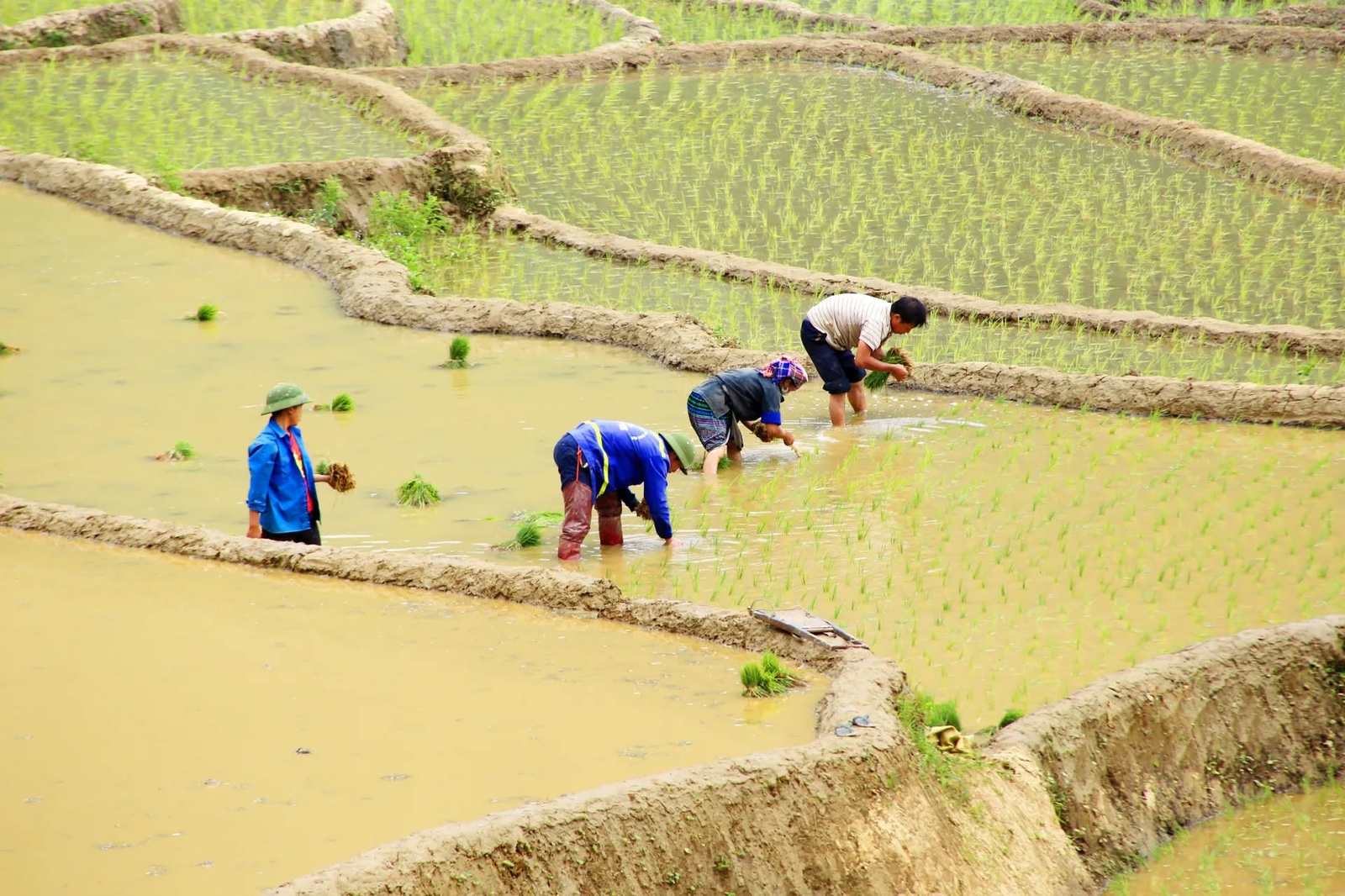 Mù Cang Chải Mùa Nước Đổ — ảnh 10