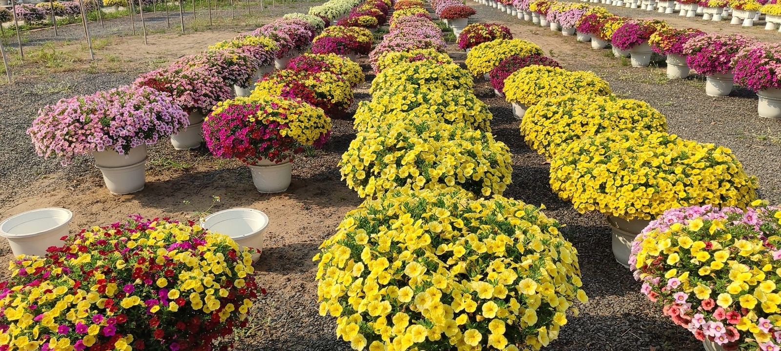 5. Hoa Dạ Yến Thảo — ảnh 12