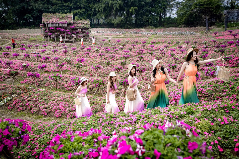 5. Hoa Dạ Yến Thảo — ảnh 13