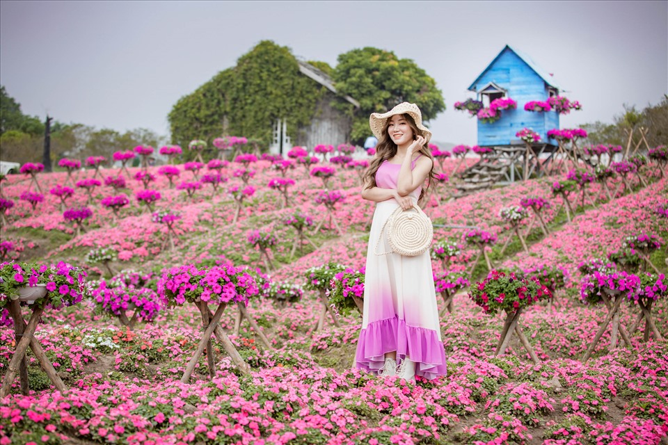 5. Hoa Dạ Yến Thảo — ảnh 15