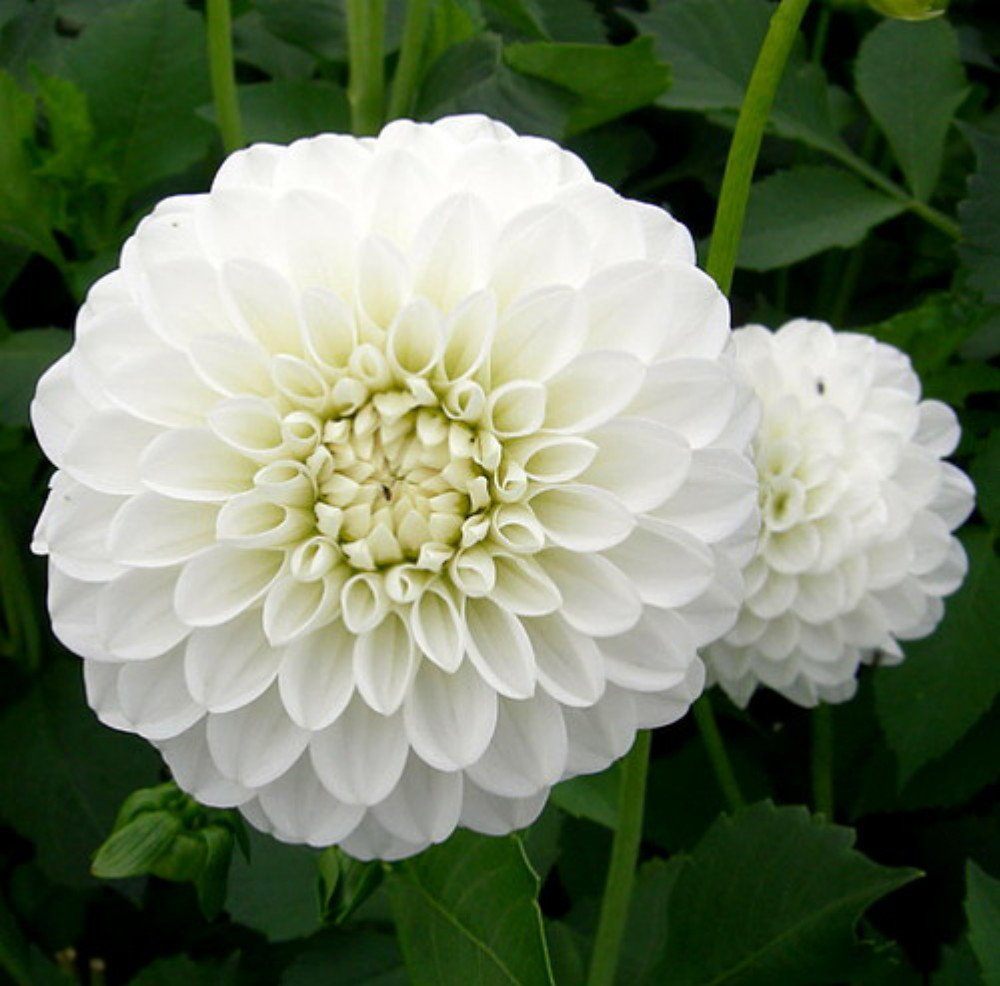 9. Hoa Thược Dược — ảnh 6