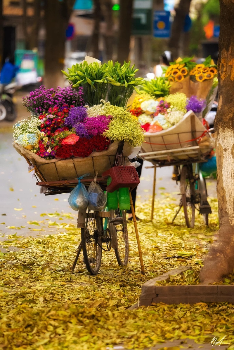 Mùa hoa sấu rụng tháng 4