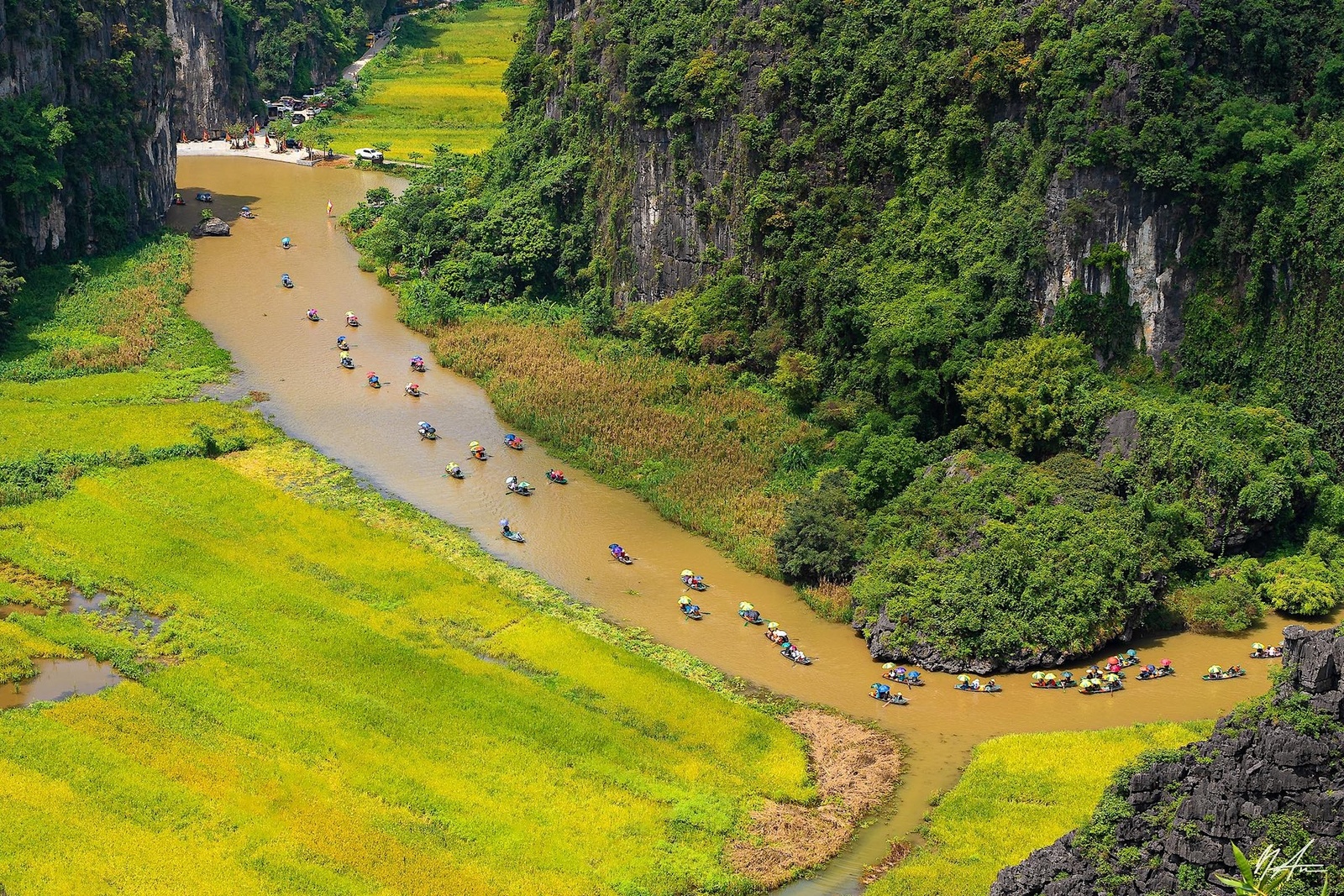 Tam Cốc Mùa Lúa Chín