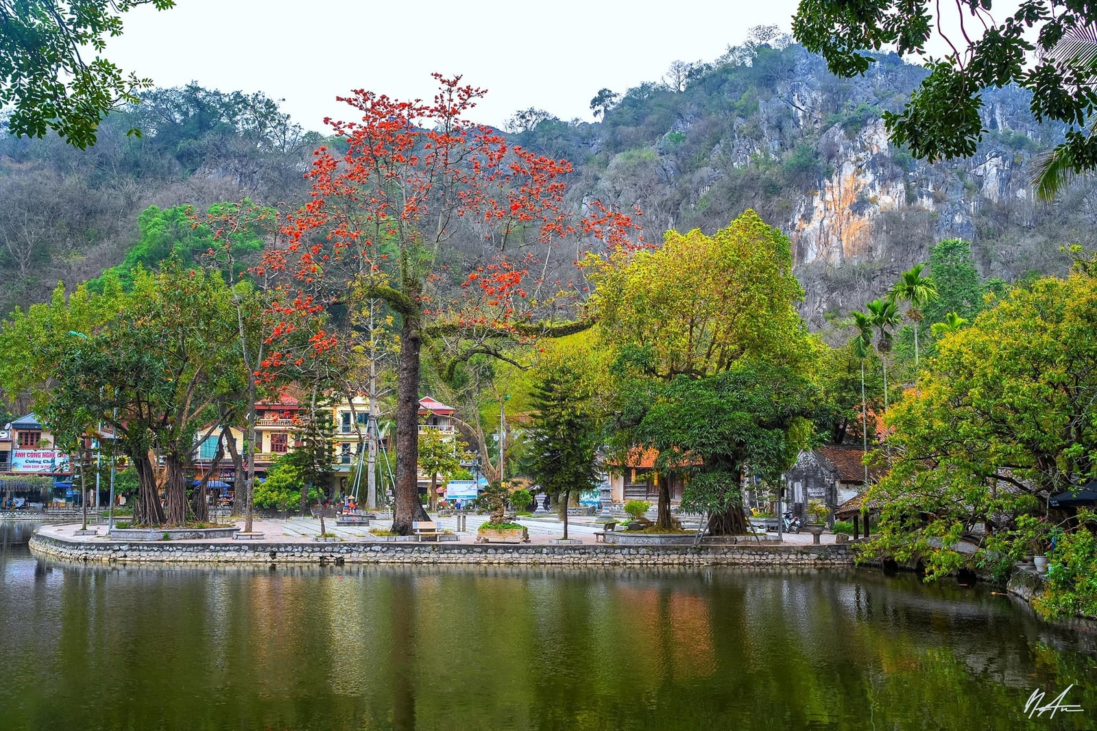 Hoa gạo tháng 3