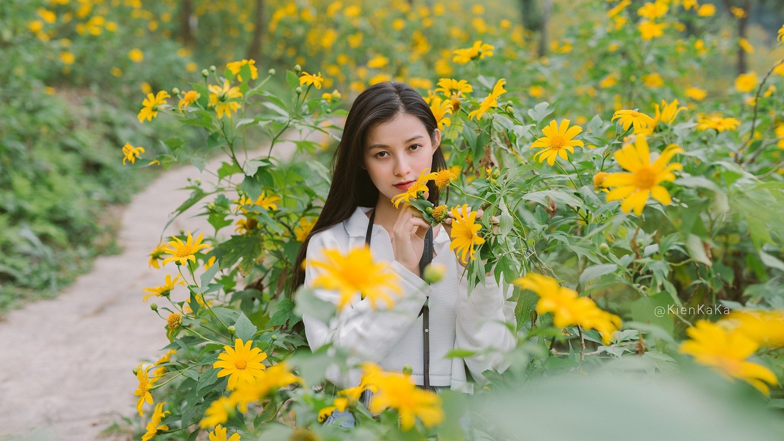 Hoa Dã Quỳ - Phạm Khánh Linh 11.2019