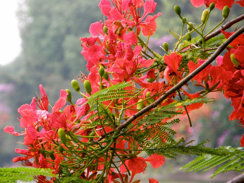 1. Hoa Phượng Vĩ