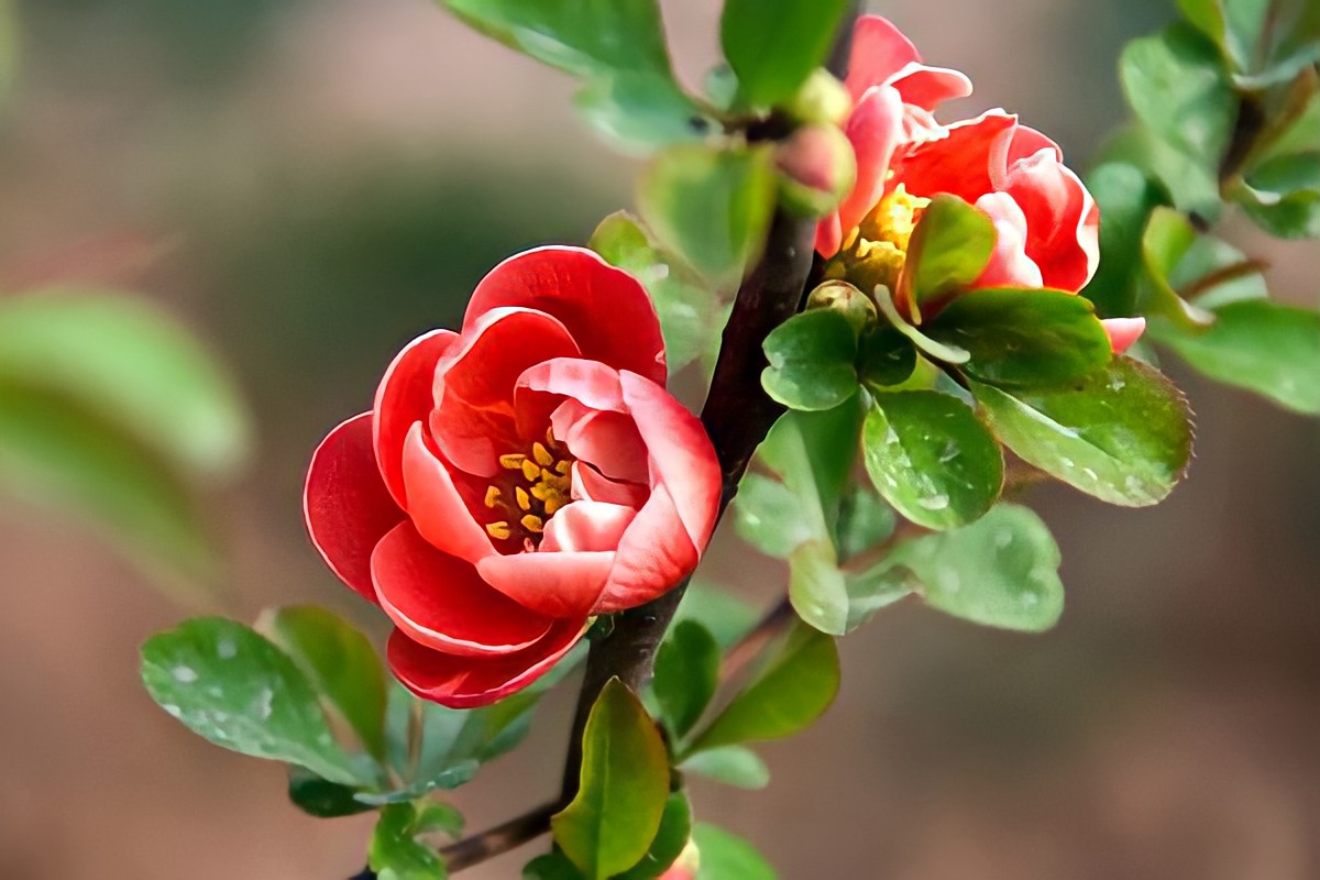 8. Hoa Hải Đường