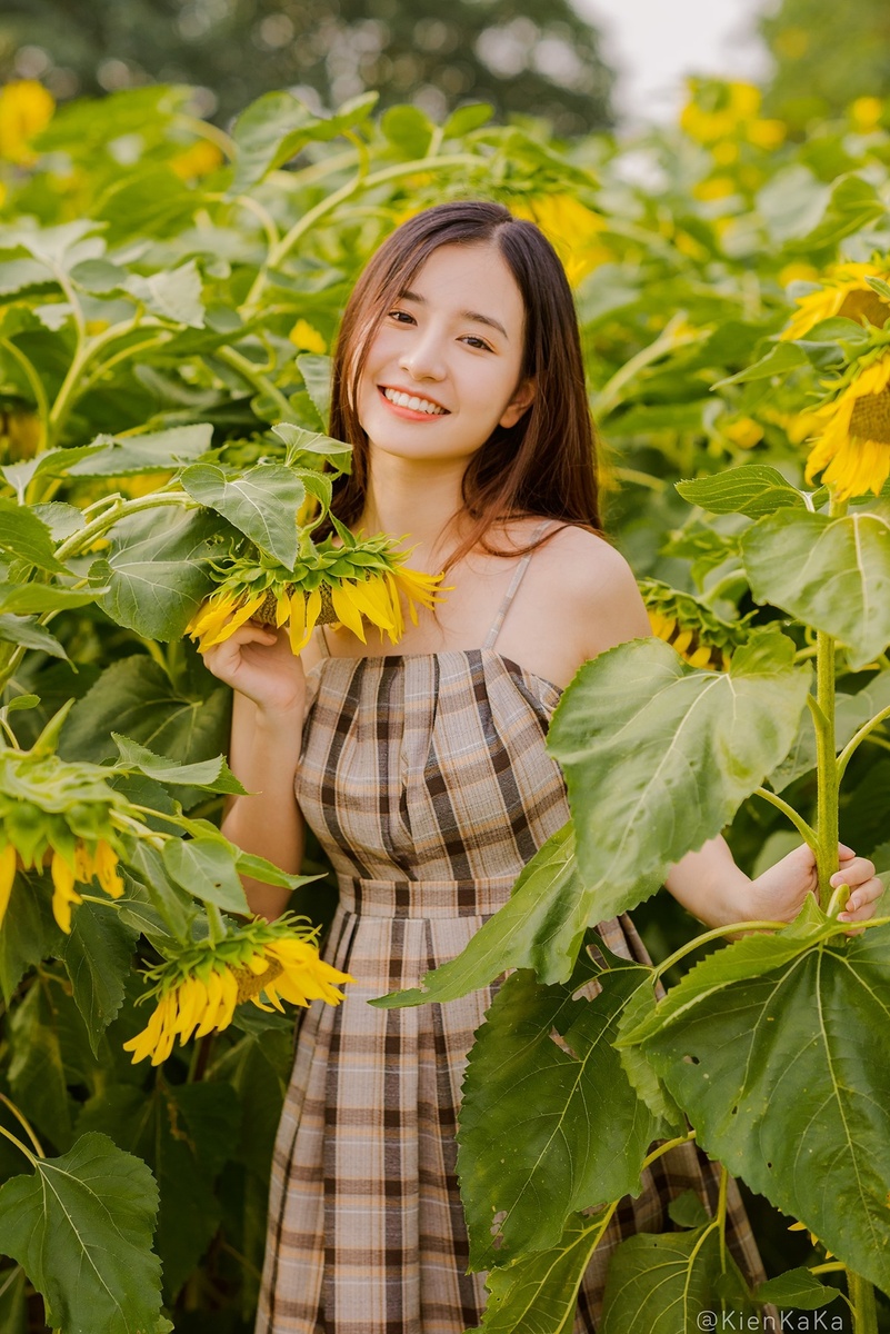 Hoa Hướng Dương - Mai Linh 5.2020
