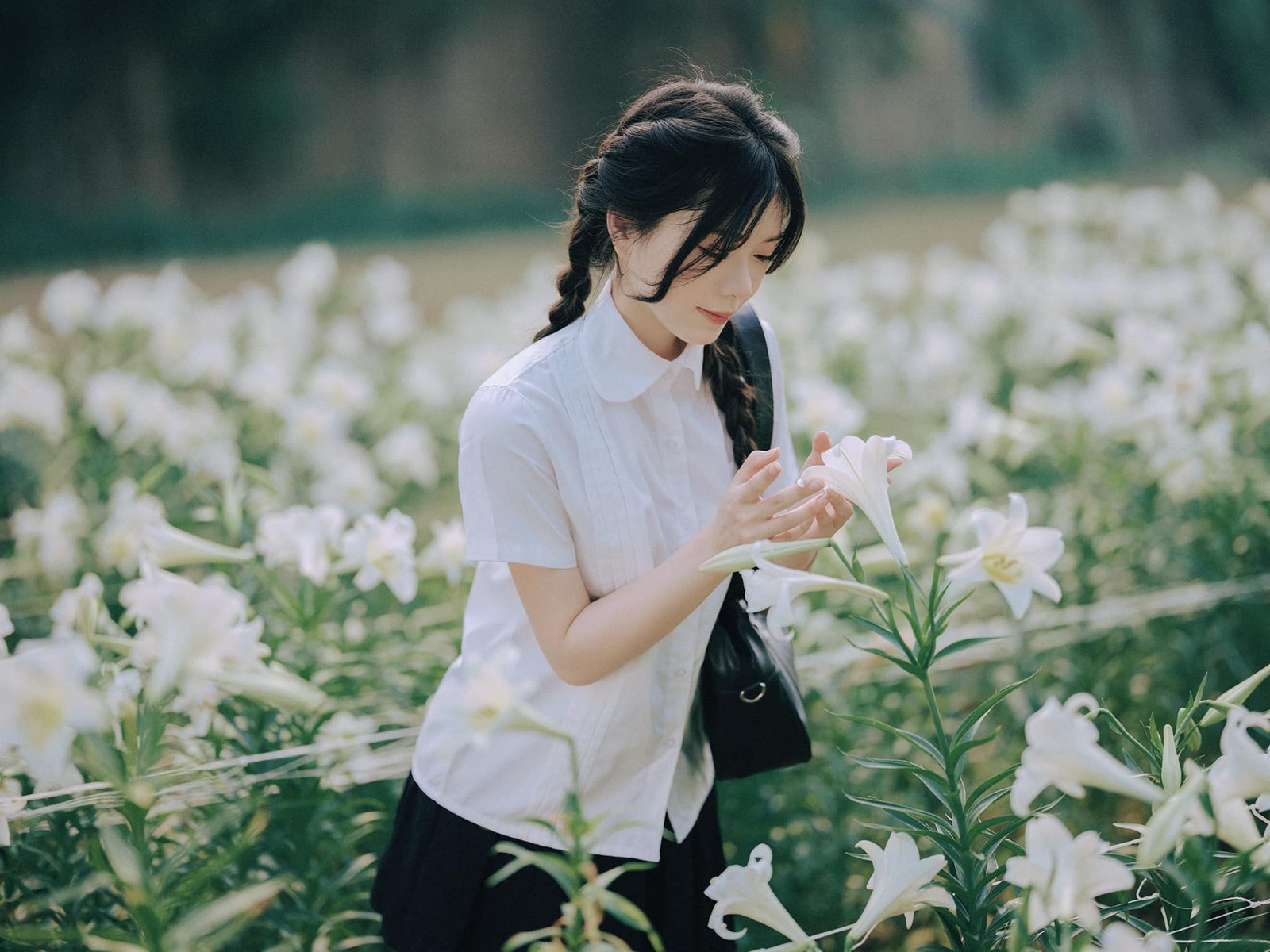 Hoa Loa Kèn - Hương Dẹo 4.2023