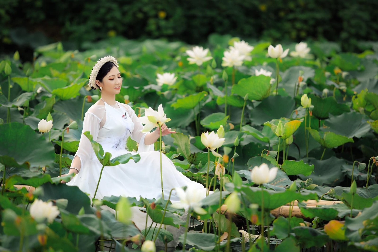 Hoa Sen - Lê Giang 5.2021
