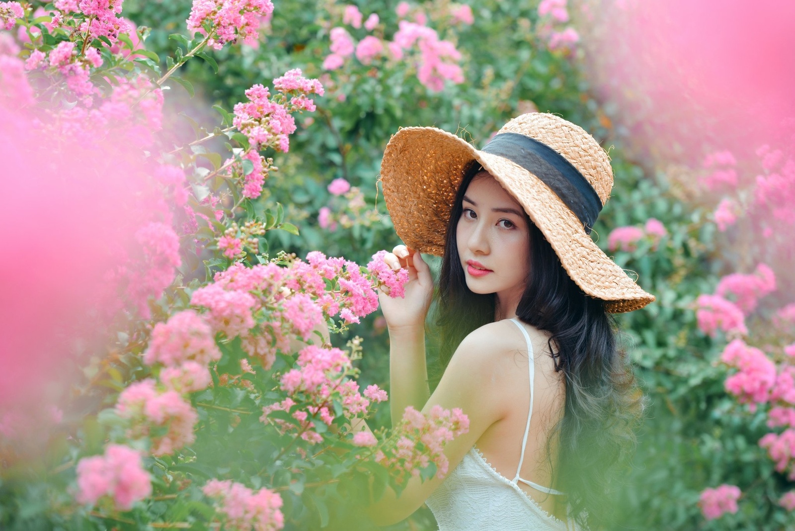 Hoa Tường Vi - Lê Thảo 6.2022