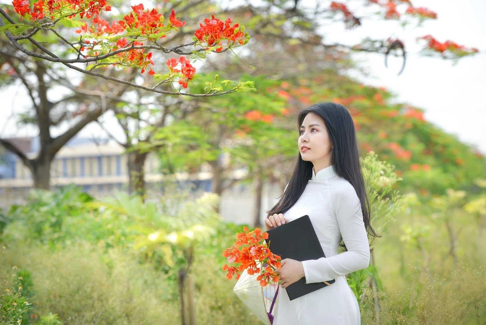 Hoa Phượng Đỏ - Lê Thảo 5.2021