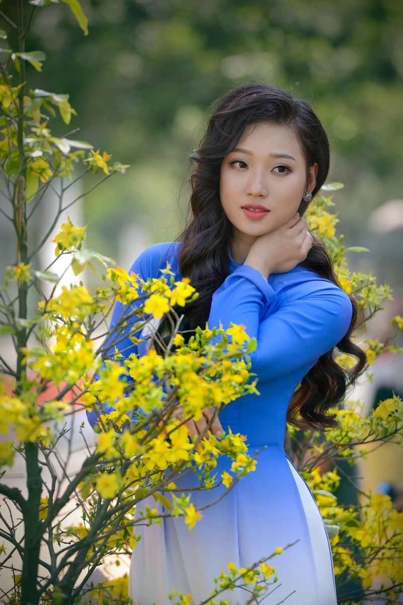 Hoa Mai - Phan Kiều Phượng 1.2019