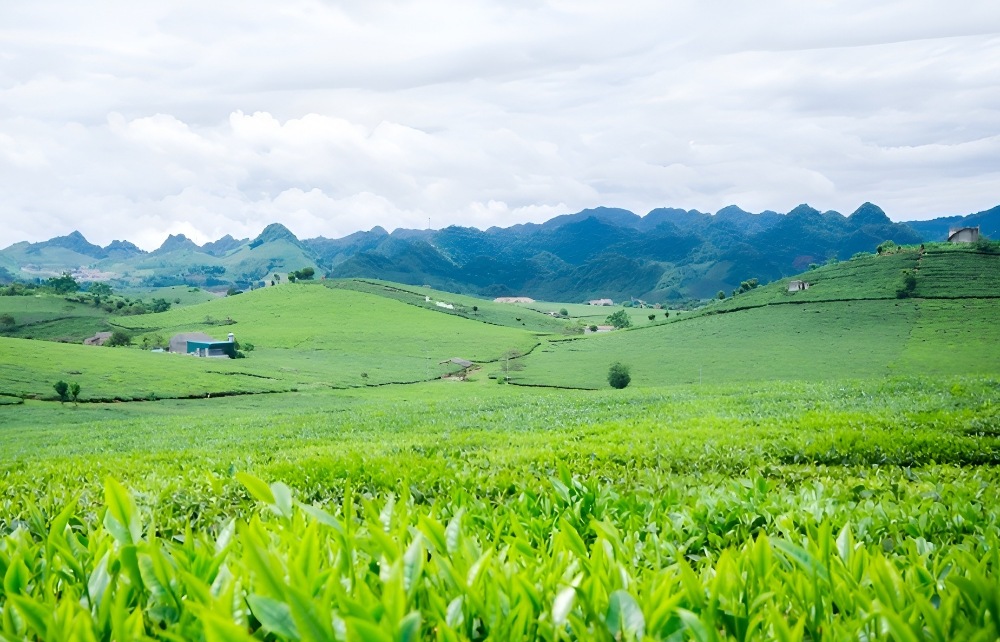 Đồi Chè Thanh Sơn
